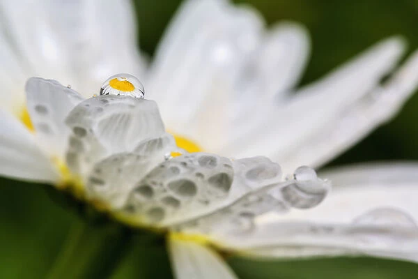 Close Up Of A Daisy With A Water Droplet Reflecting The Flower