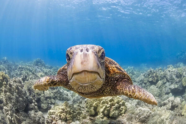 A close look at a Green sea turtle (Chelonia mydas) an endangered species; Hawaii, United States of America