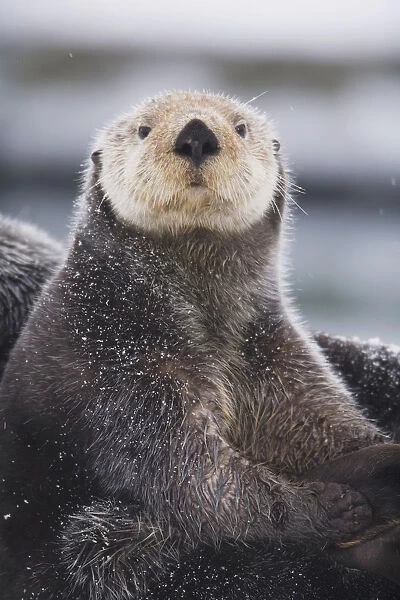 Close Up Portrait Of A Sea Otter In Prince William Sound, Southcentral Alaska, Winter