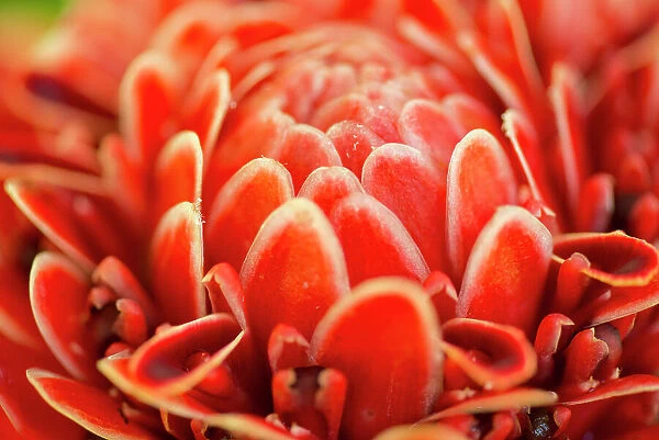 Close up of a torch ginger flower, Etlingera elatior
