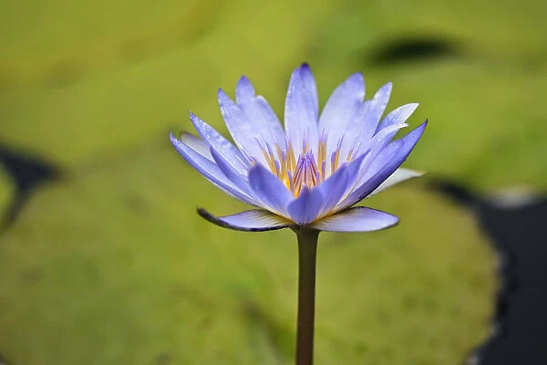 Close-Up Of Blue Water Lily; Winnipeg Manitoba Canada