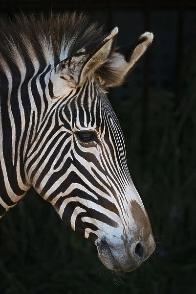 Close-Up Of Grevys Zebra (Equus Grevyi) Head In Profile Against A Black Background; Cabarceno, Cantabria, Spain