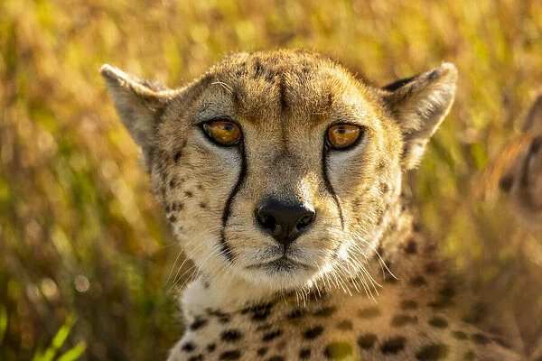 Close-up portrait of a cheetah lying in the grass looking at the camera in Tanzania