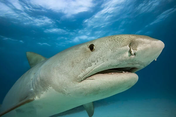 Close-up portrait of a tiger shark (Galeocerdo cuvier) close to the surface, Hawaii, USA