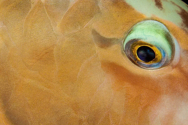 This close view of the eye and scale detail of a Pacific longnose parrotfish (Hipposcarus longiceps) was taken at night on a Fijian reef while it was sleeping. It is a large parrotfish with a distinctly elongated head; Fiji