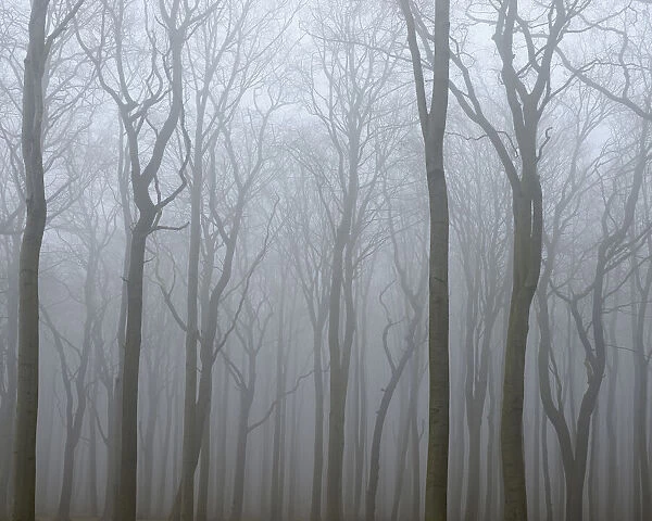 Coastal Beech Forest with Fog, Gespensterwald, Nienhagen, Bad Doberan, Western Pomerania, Germany