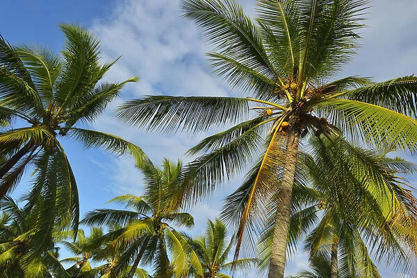 Coconut Palm Plantation, Captain Cook Highway, Queensland, Australia