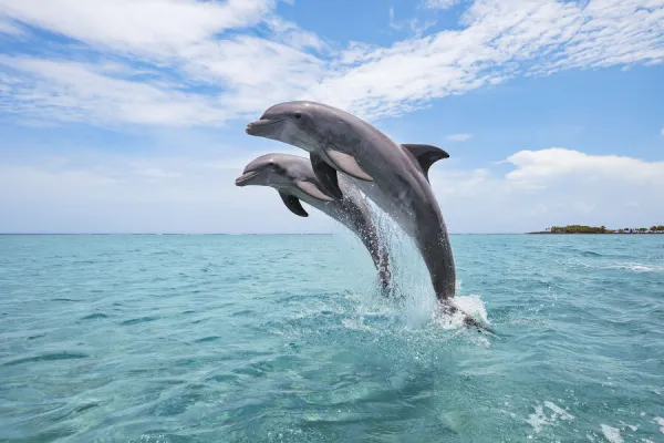 Why do dolphins jump together