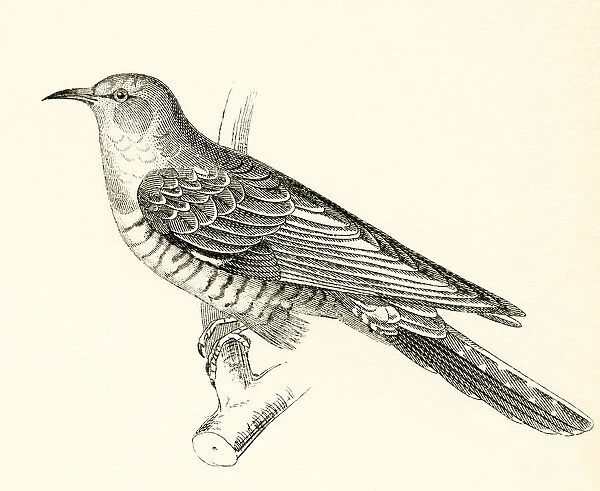 The Common Cuckoo, Cuculus Canorus. From The National Encyclopaedia, Published C. 1890