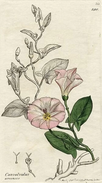 Convolvulus Arvensis-Field Bindweed. 1796 Print By James Sowerby (1757-1822) British Botanical Artist. From The Book English Botany By Sir James Edward Smith With Illustrations By James Sowerby, Published C. 1790-1810