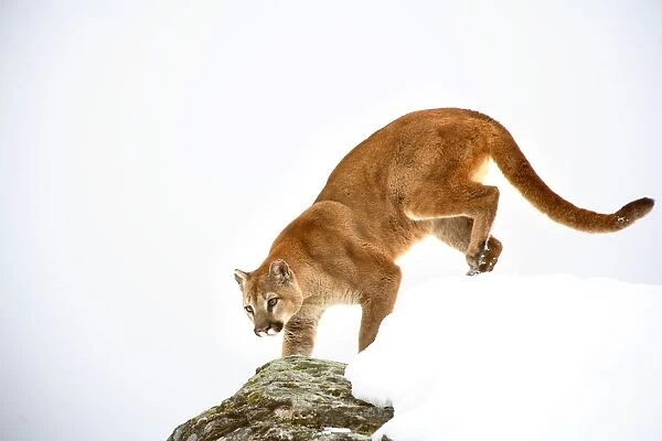 Cougar On The Prowl