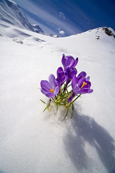 Crocus Flower Peeking Up Through The Snow In Spring. Southcentral Alaska