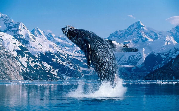 [Dc] Humpback Whale (Megaptera Novaeangliae) Breaching Snowcapped Mountains Background C2040