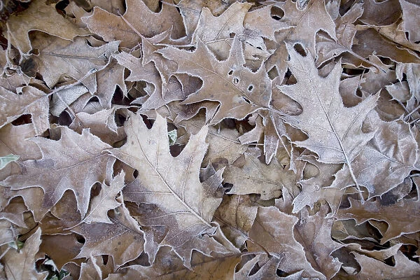 Dead leaves with a layer of frost