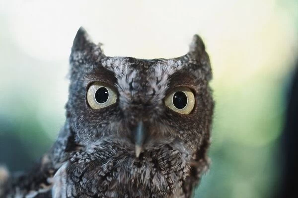 Eastern Screech Owl Portrait Showing Large Eyes; Florida, Usa