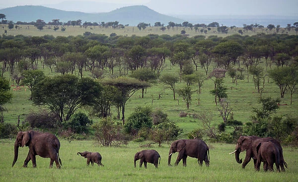 Elephants in a plain surrounded by mountains in Serengeti National Park