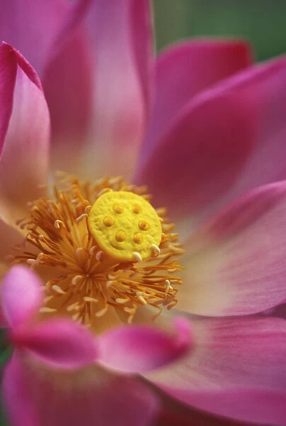 Extreme Close-Up Of Pink And White Lotus Blossom With Yellow Center