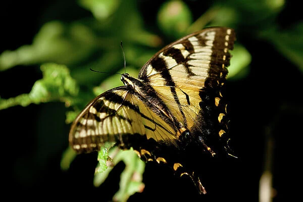 NA. A female Tiger swallowtail butterfly, Papilio glaucus, perching on a plant