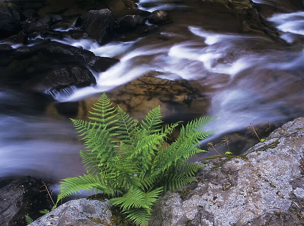 A Fern Grows Beside A Creek; Mapleton, Oregon, United States Of America