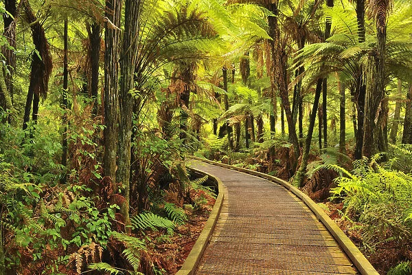Ferns by Wooden Path in Whakarewarewa Forest, near Rotorua, Bay of Plenty, North Island, New Zealand