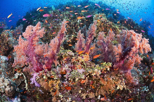 Fiji, Alconarian Coral With Schooling Anthias
