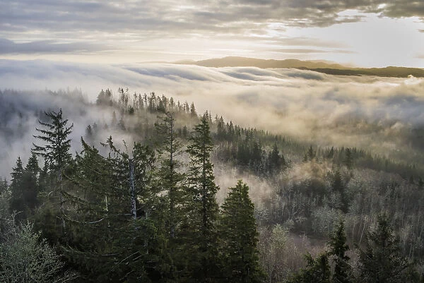 Fog And Forest Seen From Coxcomb Hill; Astoria, Oregon, United States Of America