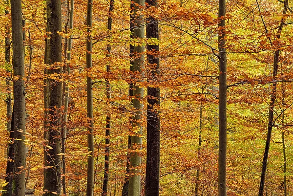 Forest in autumn colours in Bavaria, Germany