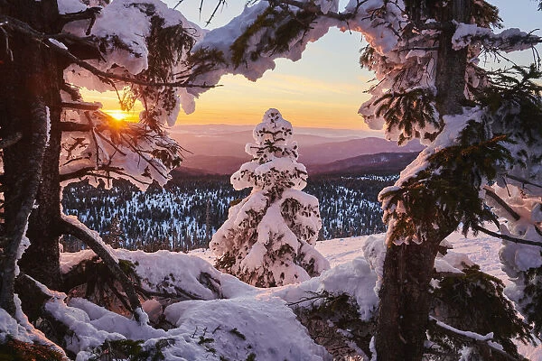 Frozen Norway spruce on Mount Lusen at sunset, Bavarian Forest, Germany