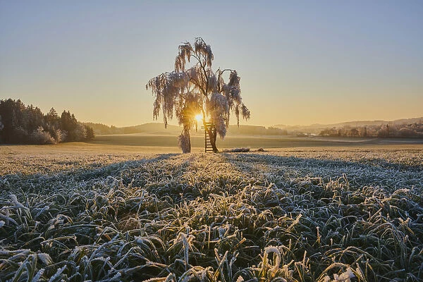 Frozen silver birch tree at sunrise, Bavaria, Germany