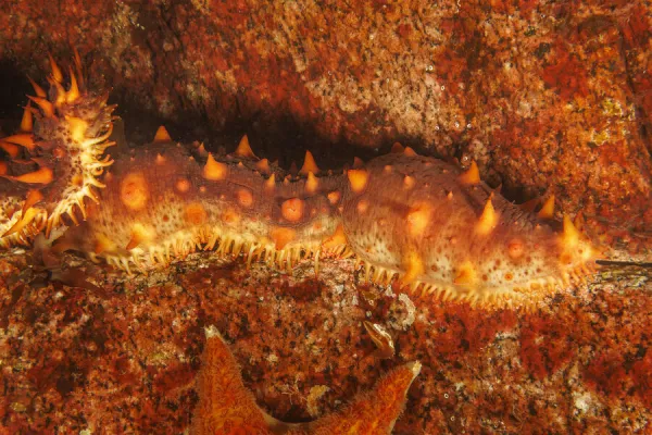 The Giant sea cucumber (Parastichopus californicus) is found down the west coast from Alaska to Mexico; British Columbia, Canada