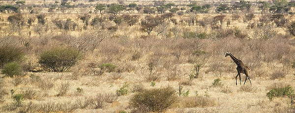 NA. A giraffe traversing the parched landscape