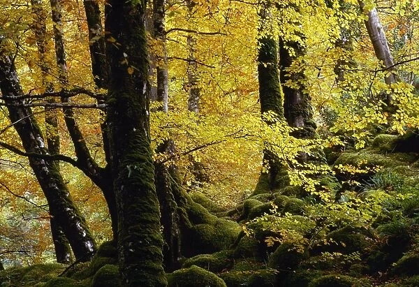 Glenveagh National Park, County Donegal, Ireland; Autumn Woods Of Beech Trees
