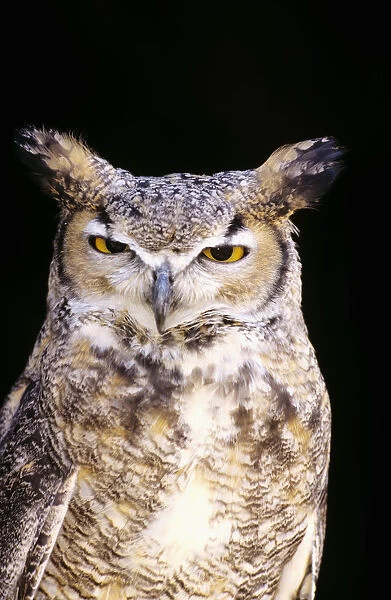Great Horned Owl (Bubo Virginianus) Portrait