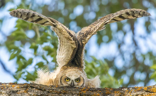 Great horned owl, owlet with its wings raised in the air, YNP, USA