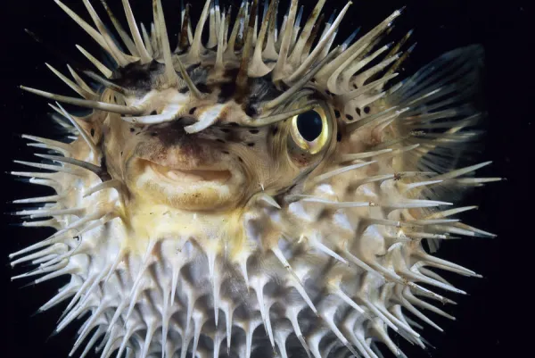 Hawaii, Spiny Puffer (Diodon Holocanthus) Close-Up With Mouth Open, Black Background