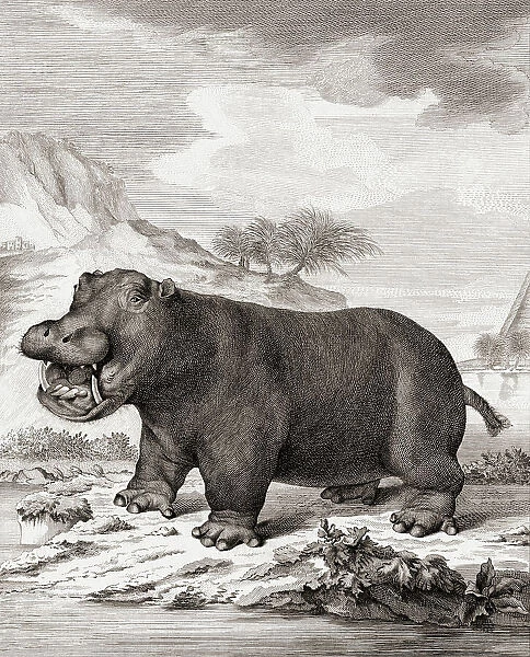 Hippopotamus Hippopotamus Amphibius Hippo Mammal