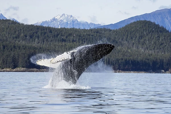 A Humpback Whale Breaches As It Leaps From The Calm Waters Of Stephens Passage Near Tracy Arm In Alaskas Inside Passage. Admiralty Islands Forested Shoreline Beyond, Tongass Forest