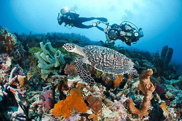 Indonesia, Divers Photographing A Hawksbill Turtle (Eretmochelys Imbricata) On A Reef