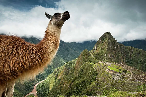 A llama stands on a mountain overlooking Machu Picchu
