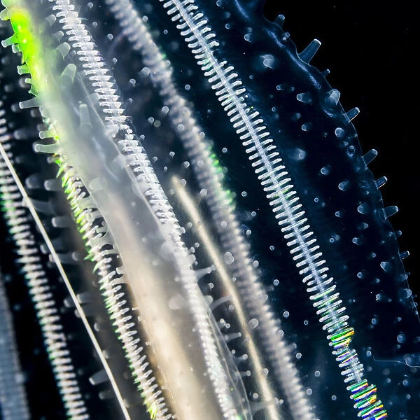Lobate Ctenophore Or Comb Jelly (Leucothea Multicornis) That Was Photographed Close-Up Several Miles Offshore Of Hawaii Island During A Blackwater Scuba Dive; Island Of Hawaii, Hawaii, United States Of America
