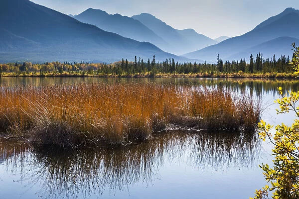 Long Grass in Vermilion Lakes with Mountain Range in Background, near Banff, Banff National Park, Alberta, Canada
