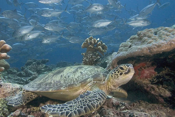 Malaysia, Sipidan, Bigeye Trevally (Caranx Sexfasciatus) Behind A Green Sea Turtle (Chelonia Mydas)