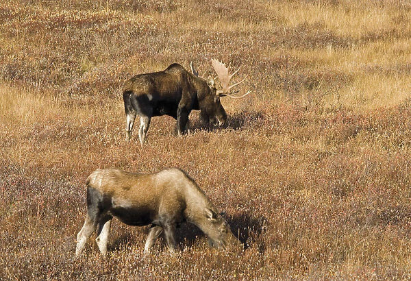 Male And Female Moose (Alces Alces) In Autumn Morning Light; Alberta, Canada