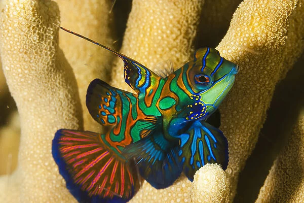 Mandarinfish (Synchiropus Splendidus); Yap, Micronesia
