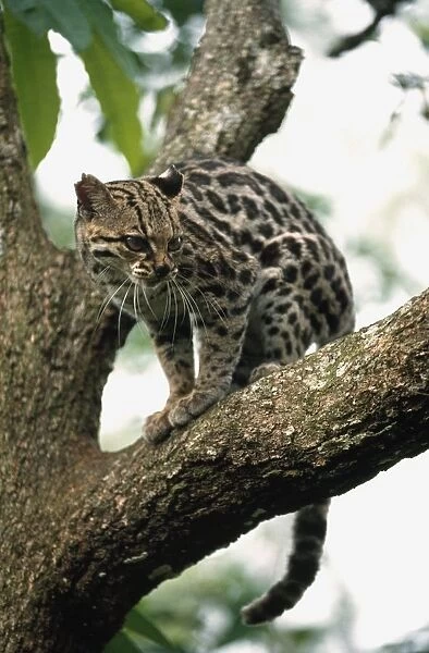 Margay (Leopardus Wiedii) In A Tree