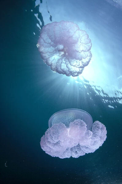 Micronesia, Caroline Islands, Chuuk, Truk Lagoon, Pair Of Jellyfish Near Surface With Sunburst A88G