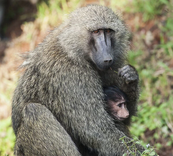 A monkey with its baby in the msai mara national reserve; Msai mara kenya