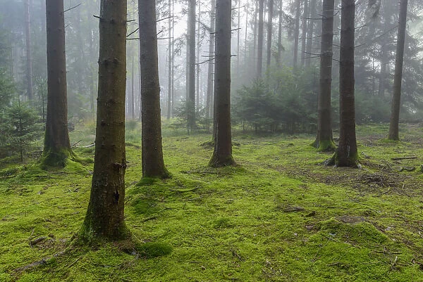 Morning haze in a coniferous forest in the Odenwald hills in Hesse, Germany