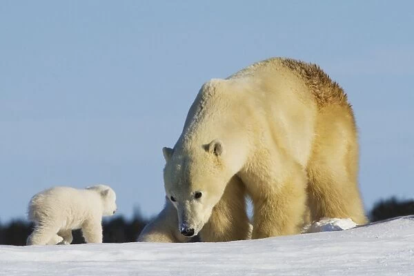 Mother Polar Bear (Ursus Maritimus) Playing With Her Cub In Wapusk National Park; Churchill, Manitoba, Canada