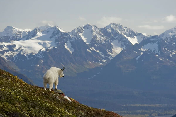 A Mountain Goat Stands On A Ridge With The Scenic Kenai Mountains In The Background During Autumn, Kenai Peninsula, Southcentral Alaska